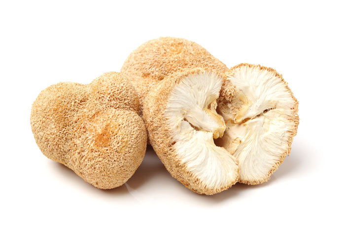 Igelstachelbart Pilz