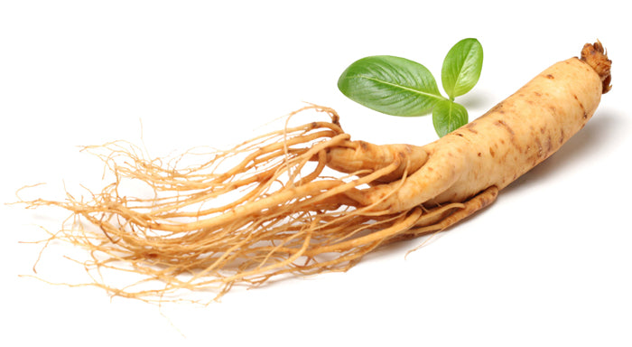 Sibirischer Ginseng: Die heilende Wirkung der Taigawurzel